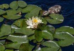 BLOOMIQUE - Nymphaea marliacea chromat - nénuphar - jaune - plantes de bassin - hauteur 10-20 cm - pot 11 cm