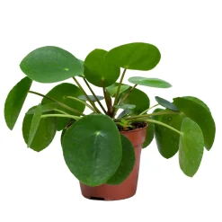 BLOOMIQUE - Pilea peperomioides - plante à monnaie chinoise - plantes d’intérieur - 15-20 cm de haut - pot 12 cm