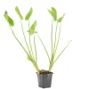 BLOOMIQUE - Pontederia cordata - jacinthe d’eau - pontédérie - plantes de bassin - hauteur 10-20 cm - pot 9 cm