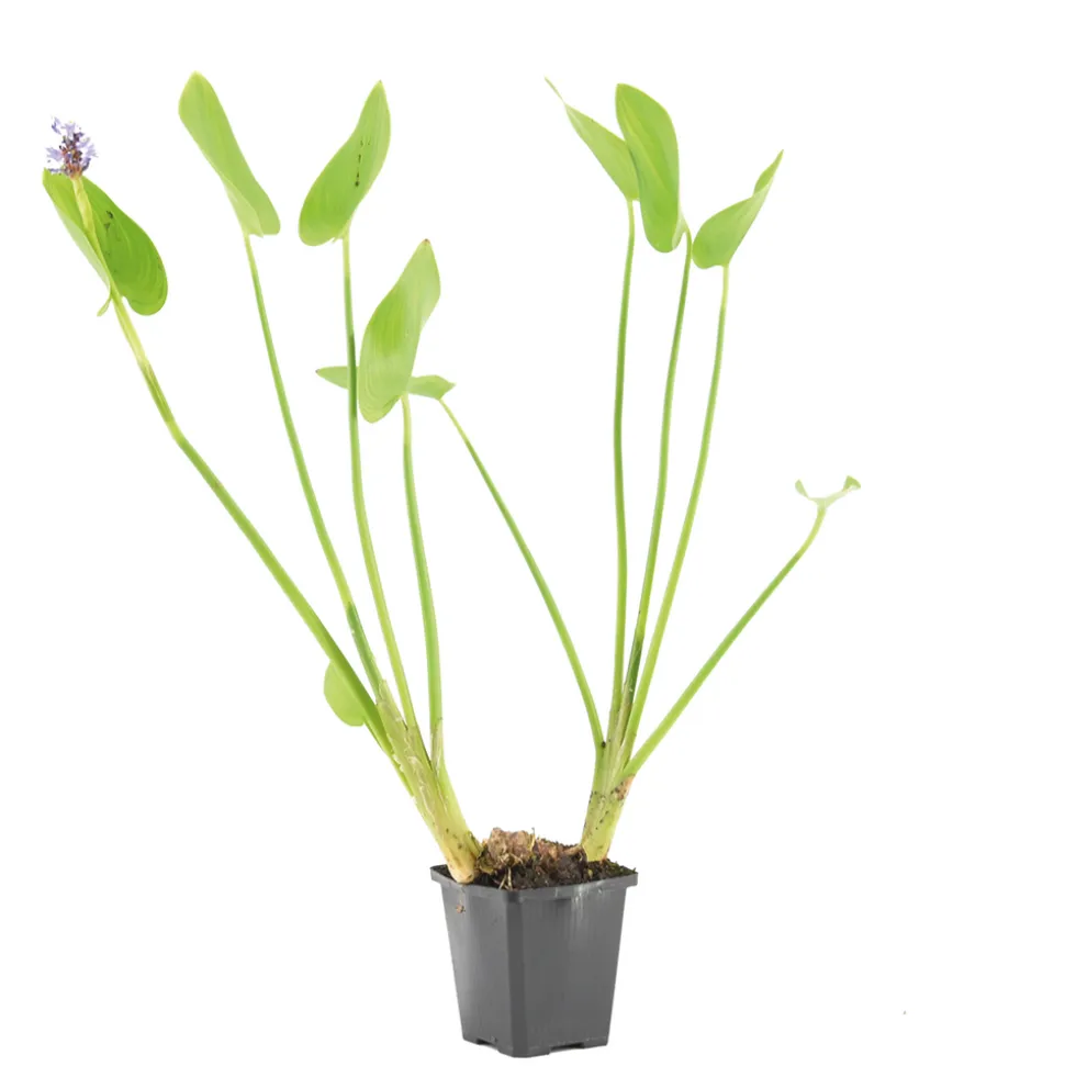 BLOOMIQUE - Pontederia cordata - jacinthe d’eau - pontédérie - plantes de bassin - hauteur 10-20 cm - pot 9 cm