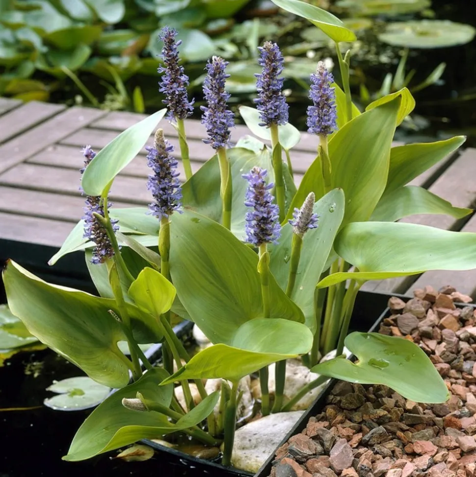 BLOOMIQUE - Pontederia cordata - jacinthe d’eau - pontédérie - plantes de bassin - hauteur 10-20 cm - pot 9 cm