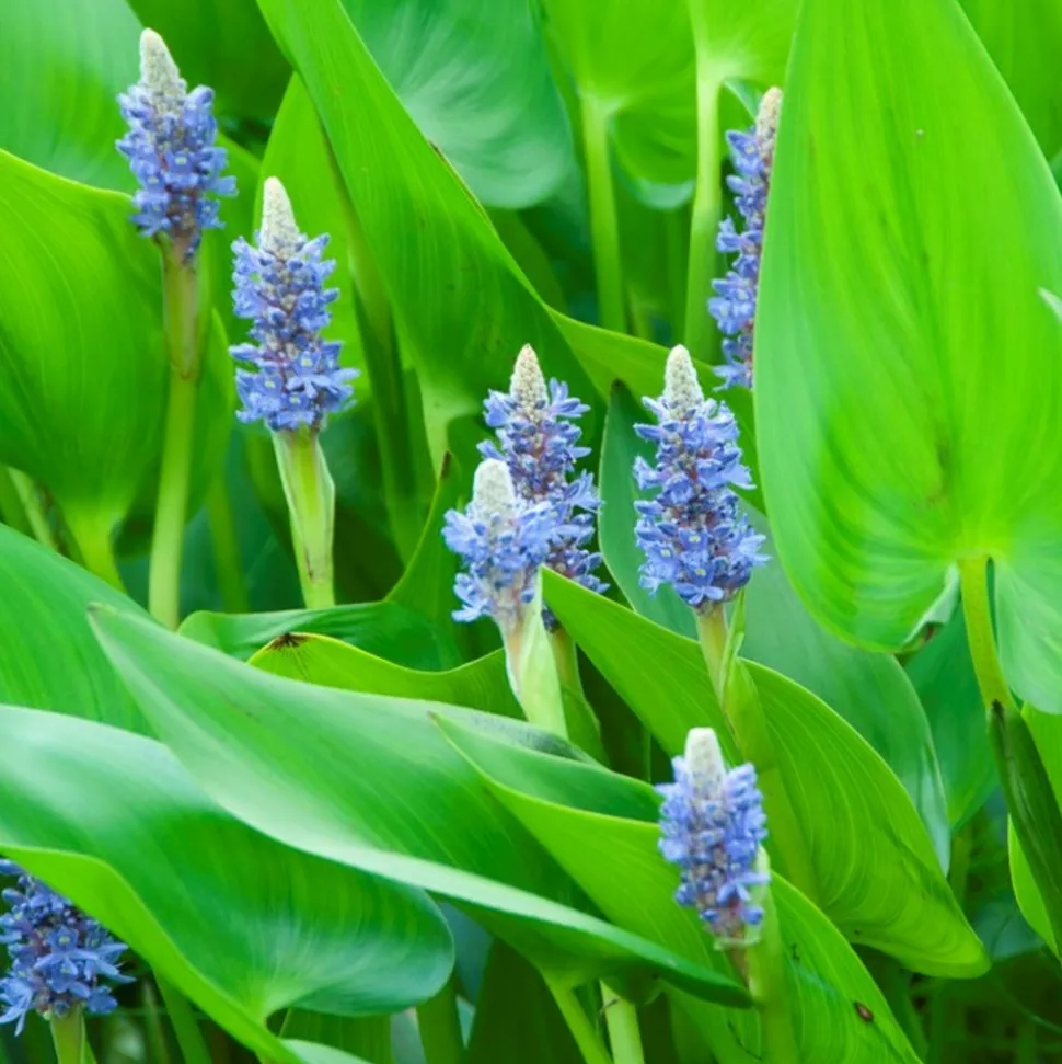 BLOOMIQUE - Pontederia cordata - jacinthe d’eau - pontédérie - plantes de bassin - hauteur 10-20 cm - pot 9 cm