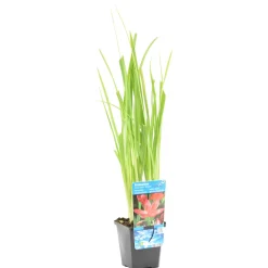 BLOOMIQUE - Schizostylis 'mrs hegarty' - lis des cafres rose - glaïeul des marais - 10-20 cm de haut - pot 9 cm