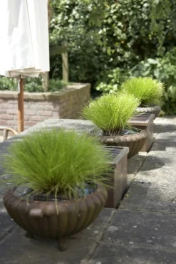 BLOOMIQUE - Scirpus cernuus - scirpe retombant - plantes de bassin - hauteur 10-20 cm - pot 11 cm