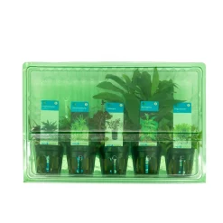 BLOOMIQUE - Set de 5 - plantes d'aquarium véritables - plantes aquatiques - purifiantes - hauteur 15-20 cm