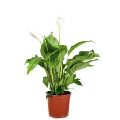 BLOOMIQUE - Spathiphyllum - fleur de lune - plante d’intérieur - dépolluante - 60-80 cm de haut - pot 17 cm