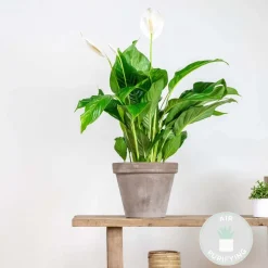 BLOOMIQUE - Spathiphyllum - fleur de lune - plante d’intérieur - dépolluante - 60-80 cm de haut - pot 17 cm