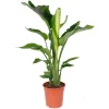 BLOOMIQUE - Strelitzia nicolai - plante strelitzia - oiseau de paradis - hauteur 70-80 cm - pot de 17 cm