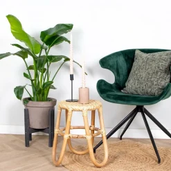 BLOOMIQUE - Strelitzia nicolai - plante strelitzia - oiseau de paradis - hauteur 70-80 cm - pot de 17 cm