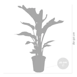 BLOOMIQUE - Strelitzia nicolai - plante strelitzia - oiseau de paradis - hauteur 70-80 cm - pot de 17 cm