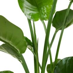 BLOOMIQUE - Strelitzia nicolai - plante strelitzia - oiseau de paradis - hauteur 70-80 cm - pot de 17 cm