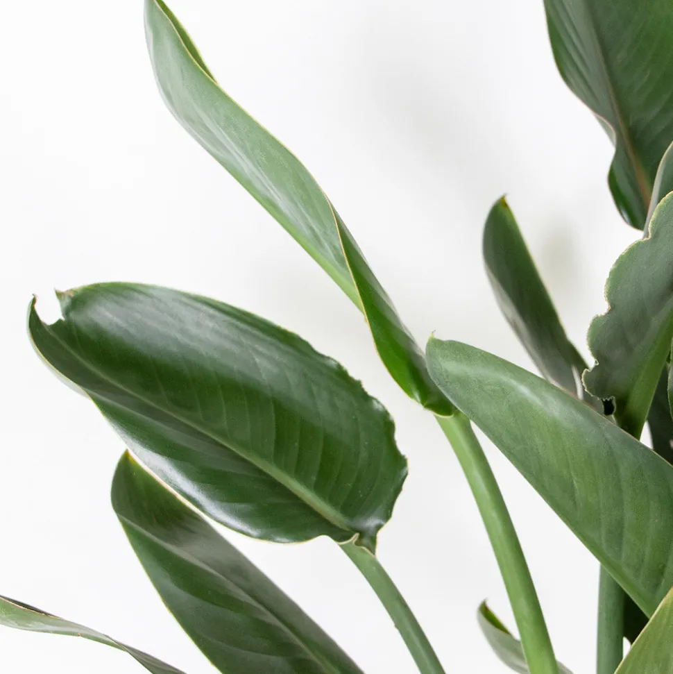 BLOOMIQUE - Strelitzia reginae - oiseau de paradis - fleur de paradis - hauteur 80-100 cm - pot 24 cm