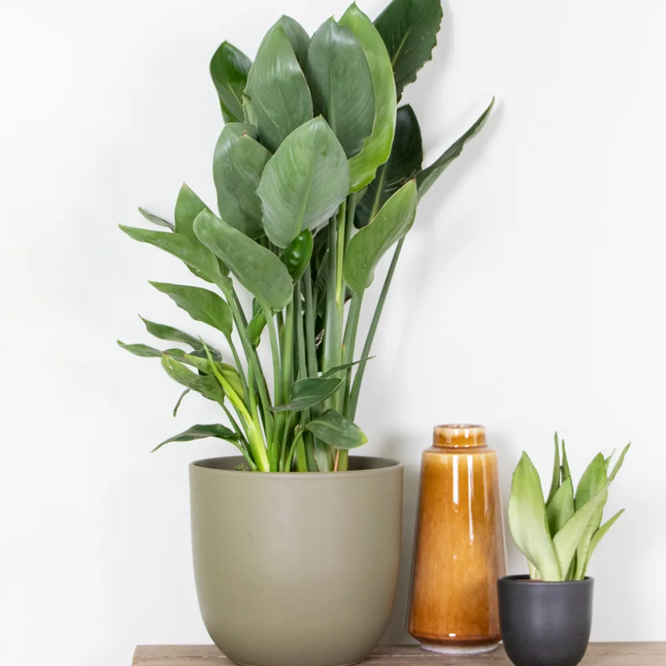 BLOOMIQUE - Strelitzia reginae - oiseau de paradis - fleur de paradis - hauteur 80-100 cm - pot 24 cm