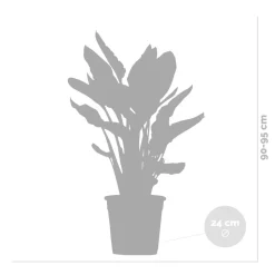 BLOOMIQUE - Strelitzia reginae - oiseau de paradis - fleur de paradis - hauteur 80-100 cm - pot 24 cm