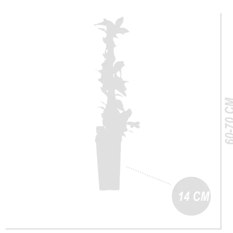 BLOOMIQUE - Vaccinium corymbosum 'goldtraube' - myrtille - plantes fruitières - ⌀14 cm - hauteur 60-70cm