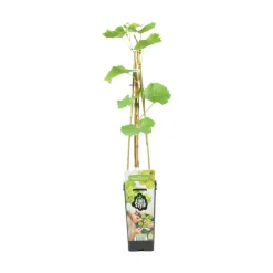 BLOOMIQUE - Vitis vinifera 'vroege van der laan' - plant de raisin - raisins blancs - ⌀14 cm - hauteur 60-70cm