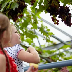 BLOOMIQUE - Vitis vinifera 'boskoop glory' - plant de raisin - raisins bleus - ⌀14 cm - hauteur 60-70cm