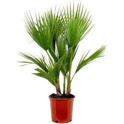 BLOOMIQUE - Washingtonia robusta - palmier éventail mexicain - palmier rustique - hauteur 80-100 cm - pot 21 cm