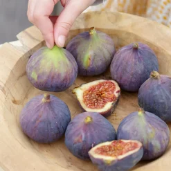 BLOOMIQUE - 2x ficus carica 'brown turkey' - figuier - arbres fruitiers - ⌀14 cm - hauteur 60-70cm