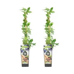 BLOOMIQUE - 2x vaccinium corymbosum 'goldtraube' - myrtille - plantes fruitières - ⌀14 cm - hauteur 60-70cm