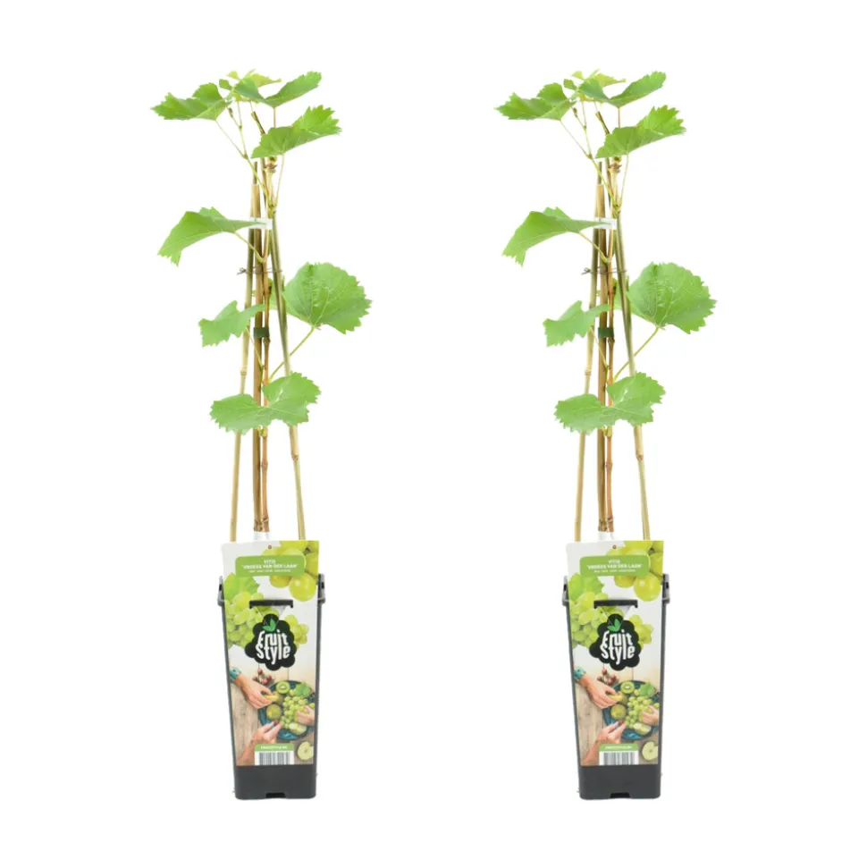 BLOOMIQUE - 2x vitis vinifera 'vroege van der laan' - plant de raisin - ⌀14 cm - hauteur 60-70cm
