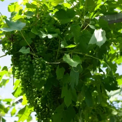 BLOOMIQUE - 2x vitis vinifera 'vroege van der laan' - plant de raisin - ⌀14 cm - hauteur 60-70cm