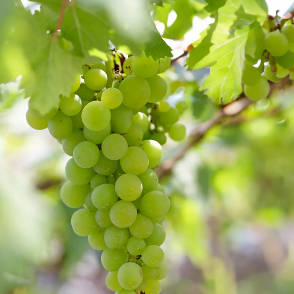 BLOOMIQUE - 2x vitis vinifera 'vroege van der laan' - plant de raisin - ⌀14 cm - hauteur 60-70cm