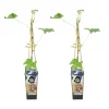 BLOOMIQUE - 2x vitis vinifera 'boskoop glory' - plant de raisin - raisins bleus - ⌀14 cm - hauteur 60-70cm