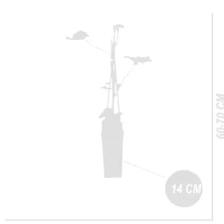 BLOOMIQUE - 2x vitis vinifera 'boskoop glory' - plant de raisin - raisins bleus - ⌀14 cm - hauteur 60-70cm