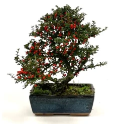 Bonsaï Cotoneaster - 8 ans