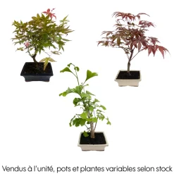 Bonsaï d'extérieur avec soucoupe, 8/9 ans