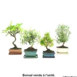 BonsaÏ d'extérieur avec soucoupe 7 ans