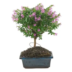 Bonsaï d'intérieur 6 ans