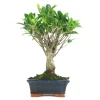 Bonsaï d'intérieur 5 ans