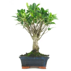 Bonsaï d'intérieur 5 ans