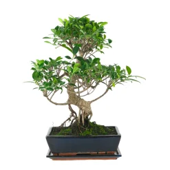 Bonsaî d'intérieur 16 ans avec soucoupe