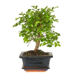 Bonsaï d'intérieur 3/4 ans avec soucoupe, variétés variables