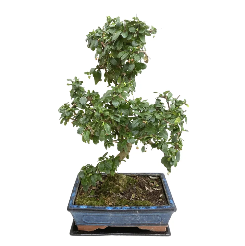 Bonsaî d'intérieur 10 ans avec soucoupe