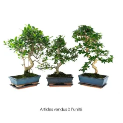 Bonsaî d'intérieur 10 ans avec soucoupe