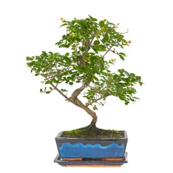 Bonsaï d'intérieur 7 ans avec soucoupe