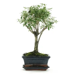 Bonsaî d'intérieur 5 ans avec soucoupe