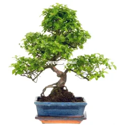 Bonsaï d'intérieur 9 ans avec soucoupe