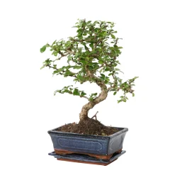 Bonsaî d'intérieur 8 ans avec soucoupe