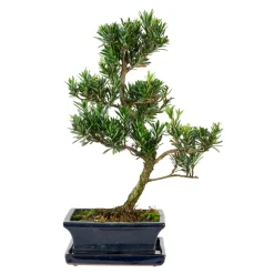 Bonsaï Mix avec soucoupe, 6 ans