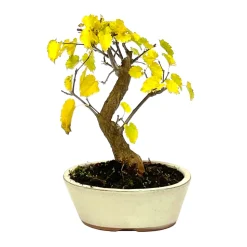 Bonsaï Morus - 8 ans