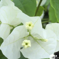 Bougainvillea en touffe, Pot D.17cm