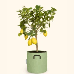 BOURGEON - Citronnier jaune - citrus lemon 90cm + pot respirant vert ø30cm