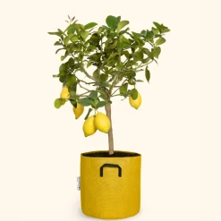 BOURGEON - Citronnier jaune - citrus lemon 90cm + pot respirant jaune ø30cm