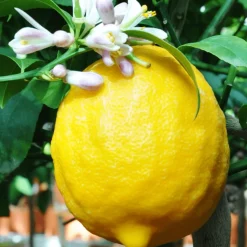 BOURGEON - Citronnier jaune - citrus lemon 90cm + pot respirant jaune ø30cm