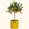 BOURGEON - Citrus calamondin 75cm + pot respirant jaune ø30cm